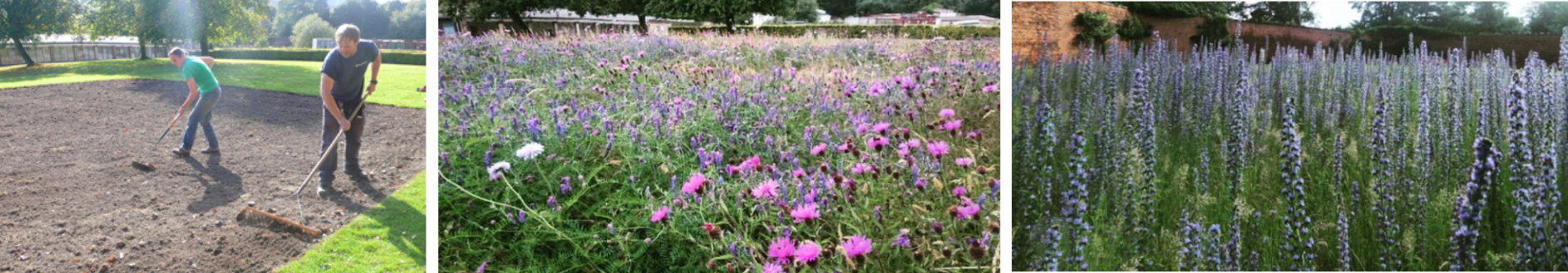 Rebecca Chesney YSP meadow test plot